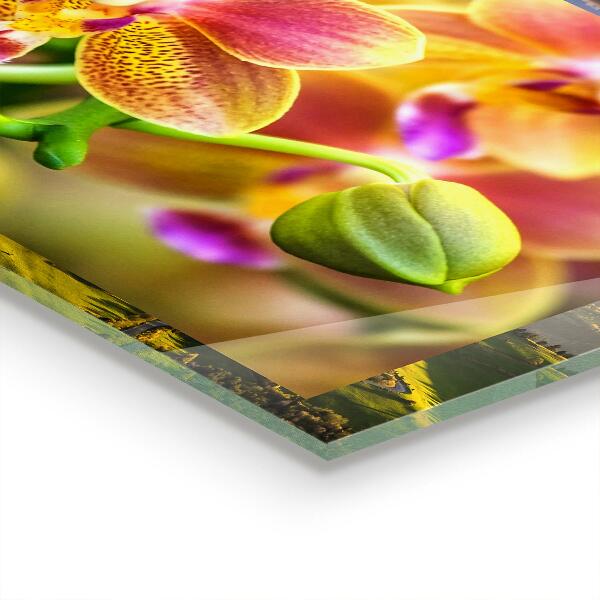 Konyhai panel Narancs orchidea