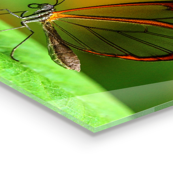 Konyhai panel Pillangó a levélen