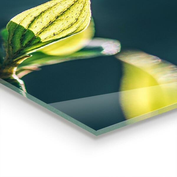 Konyhai fali panel Fényes levél az ágon