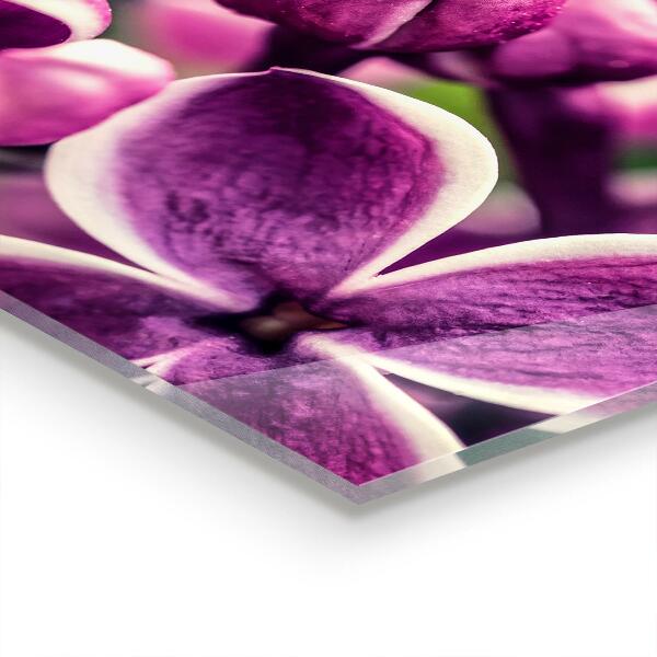 Konyhai fali panel Rózsaszín liliom természetes szépség