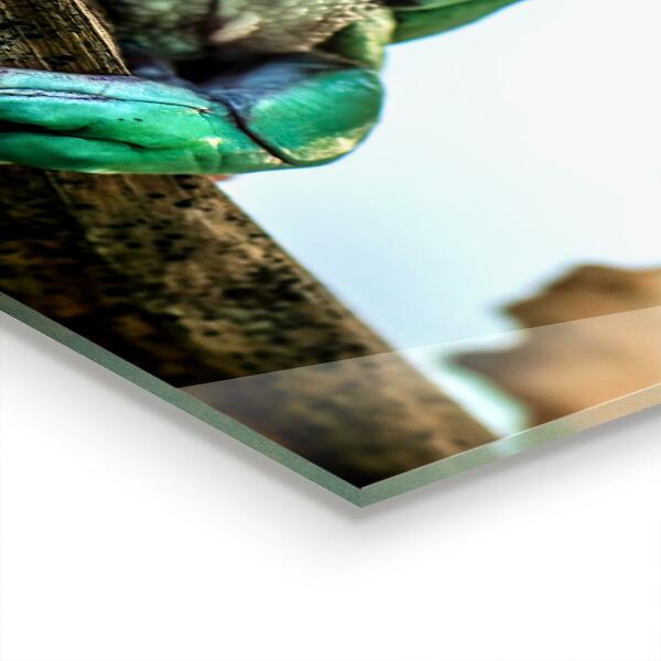 Konyhai panel Kíváncsi béka egy levélen