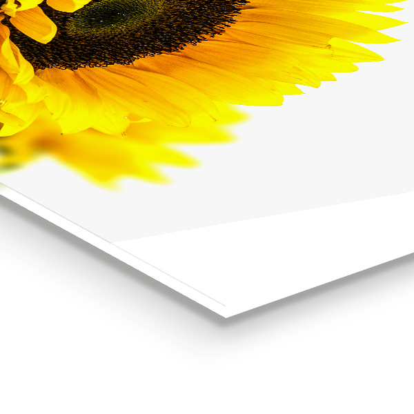 Konyhai hátfal panel Nyári napraforgó csokor