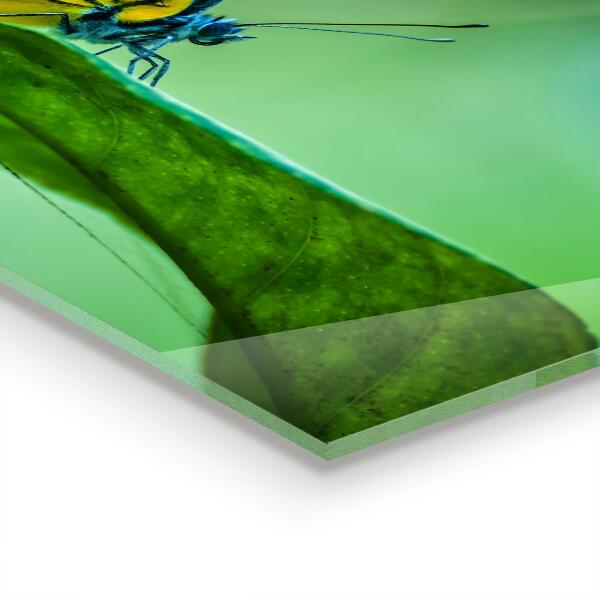 Konyhai panel Pillangó pihen egy levél