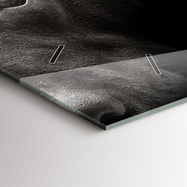 Vízszintes üvegóra Scottish Fold kutya és macska