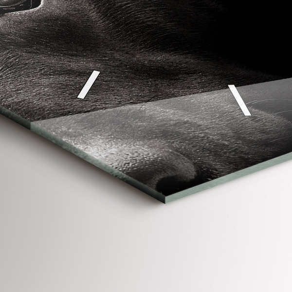 Vízszintes üvegóra Scottish Fold kutya és macska