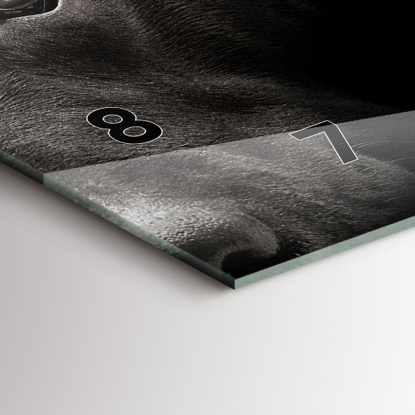 Vízszintes üvegóra Scottish Fold kutya és macska