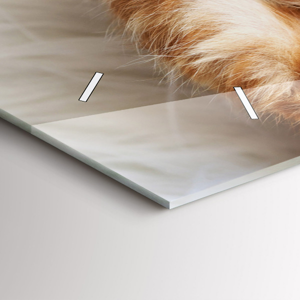 Vízszintes üvegóra Kis alvó cica