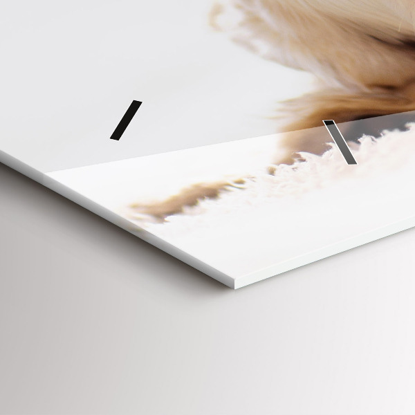 Vízszintes üvegóra Alvó macska és kutya