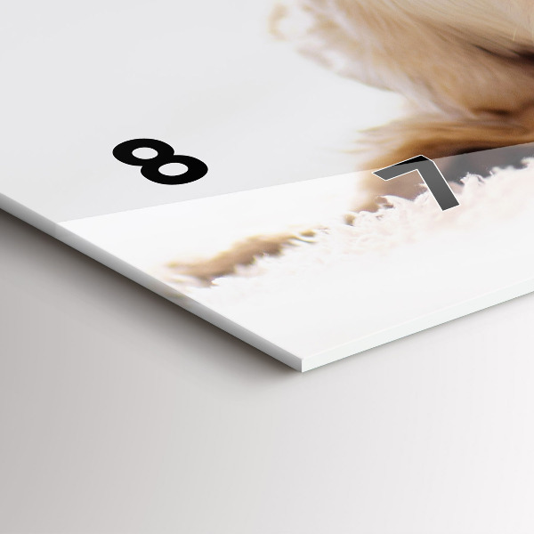 Vízszintes üvegóra Alvó macska és kutya